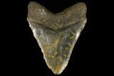 Giant, Fossil Megalodon Tooth - North Carolina #109771-2
